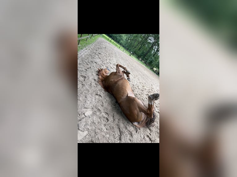 Oldenburger Stute 5 Jahre 170 cm Dunkelfuchs in Uelsen