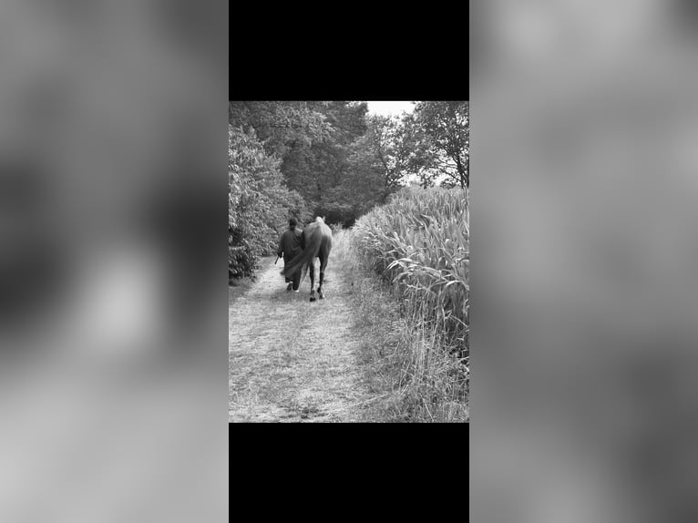 Oldenburger Stute 5 Jahre 170 cm Dunkelfuchs in Uelsen