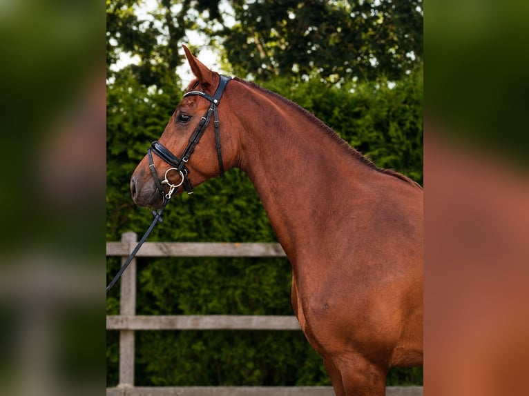Oldenburger Stute 5 Jahre 170 cm Fuchs in Papenburg