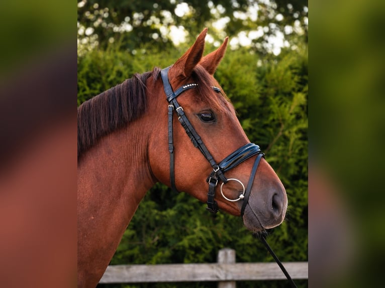 Oldenburger Stute 5 Jahre 170 cm Fuchs in Papenburg