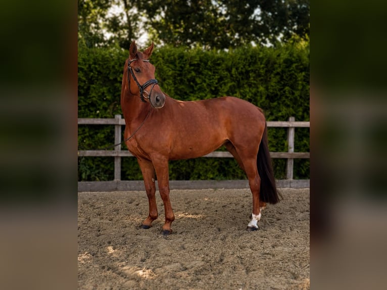 Oldenburger Stute 5 Jahre 170 cm Fuchs in Papenburg