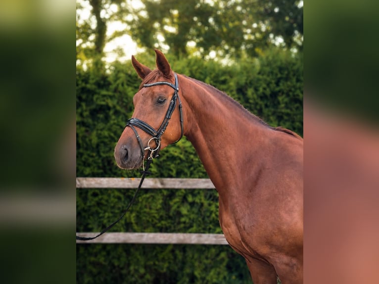 Oldenburger Stute 5 Jahre 170 cm Fuchs in Papenburg