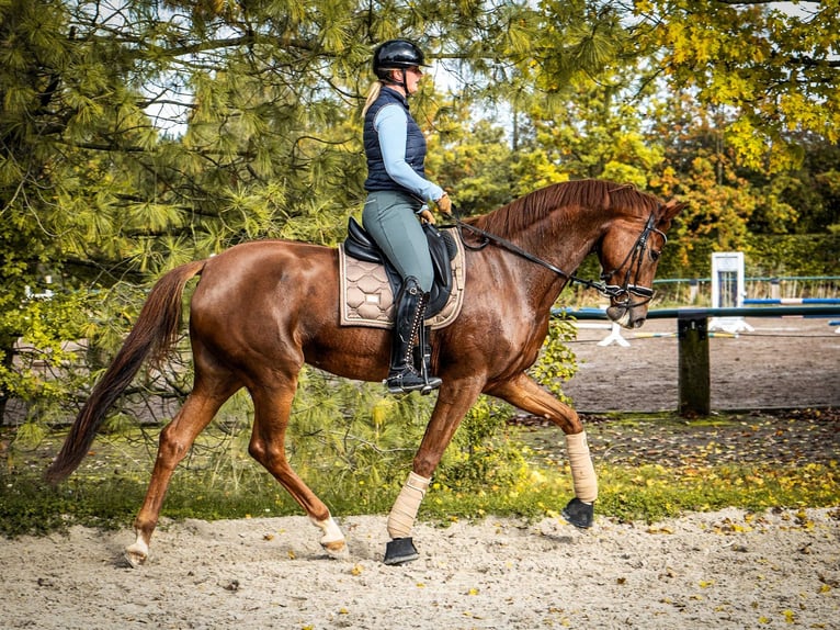 Oldenburger Stute 5 Jahre 170 cm Fuchs in Aachen
