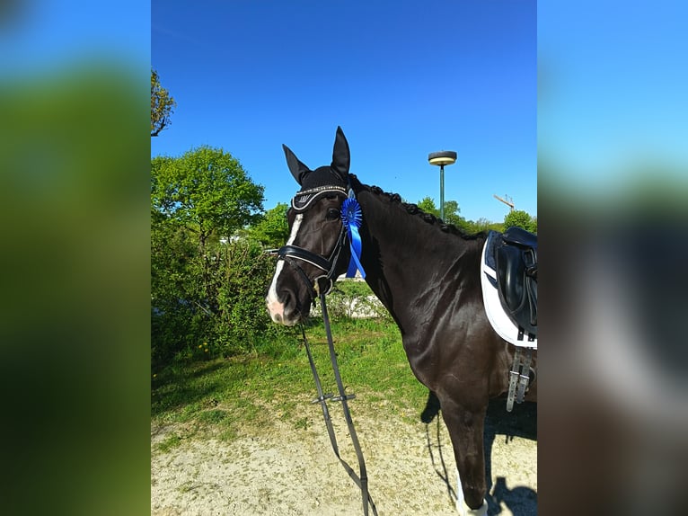 Oldenburger Stute 5 Jahre 170 cm Schwarzbrauner in Ulm