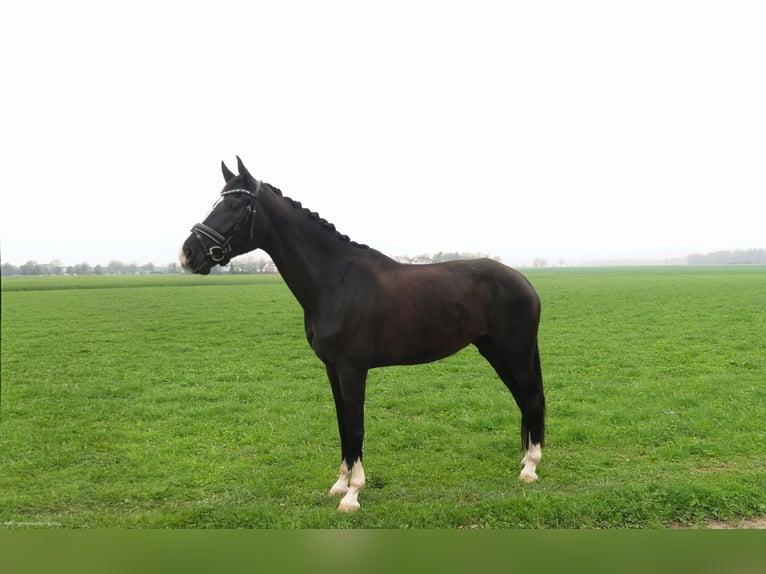 Oldenburger Stute 5 Jahre 170 cm Schwarzbrauner in Ulm
