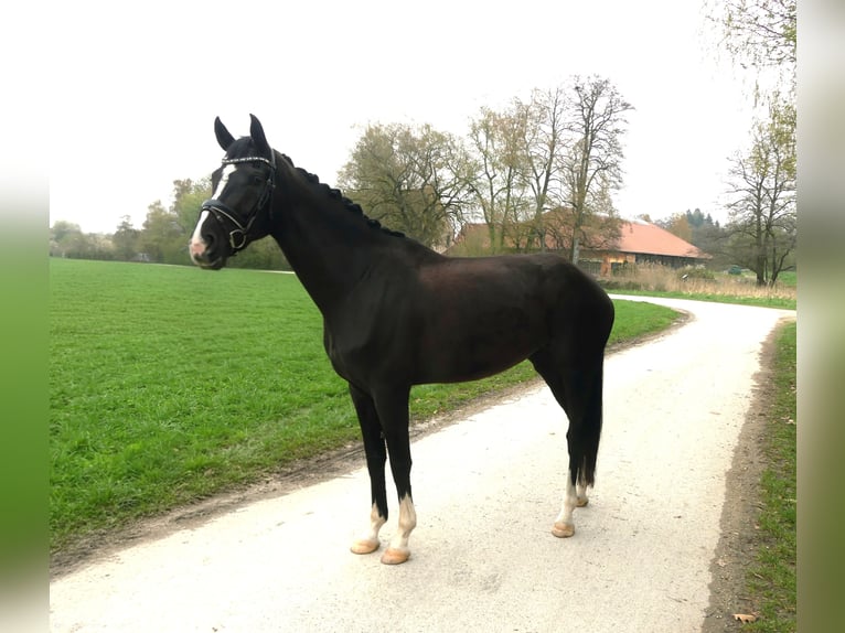 Oldenburger Stute 5 Jahre 170 cm Schwarzbrauner in Ulm