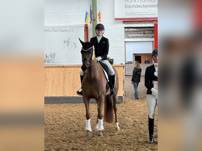 Oldenburger Stute 5 Jahre 171 cm Dunkelfuchs in Barver