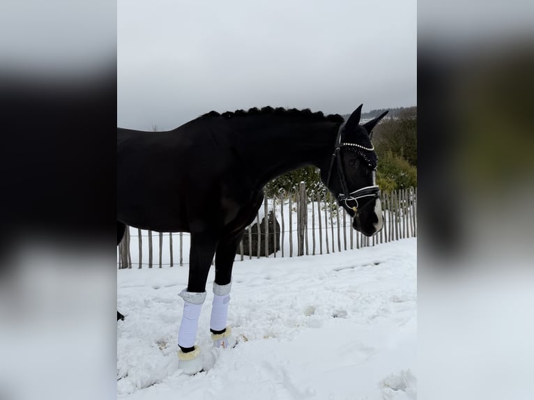Oldenburger Stute 5 Jahre 171 cm Rappe in Haiger