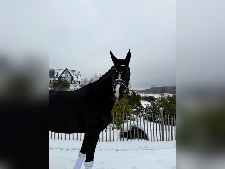 Oldenburger Stute 5 Jahre 171 cm Rappe in Haiger
