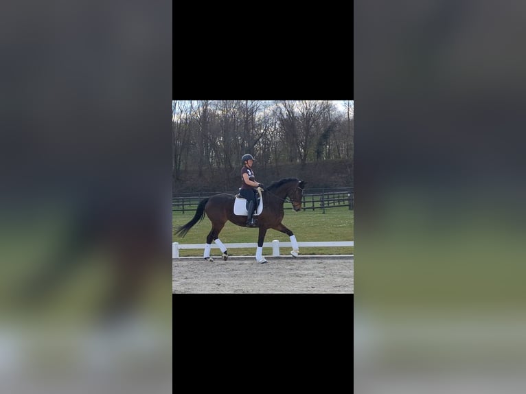 Oldenburger Stute 5 Jahre 172 cm Dunkelbrauner in Kerpen