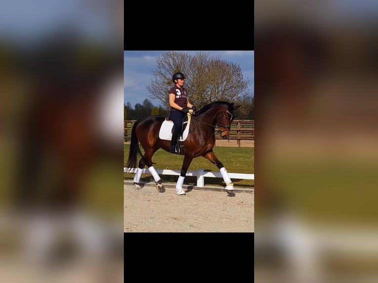 Oldenburger Stute 5 Jahre 172 cm Dunkelbrauner in Kerpen