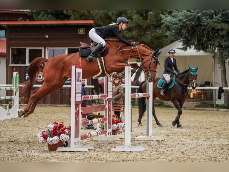 Oldenburger Stute 5 Jahre 172 cm Dunkelbrauner in Mote&#x161;ice
