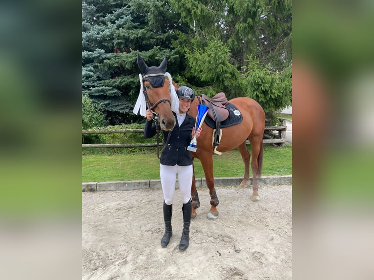 Oldenburger Stute 5 Jahre 172 cm Dunkelbrauner in Mote&#x161;ice