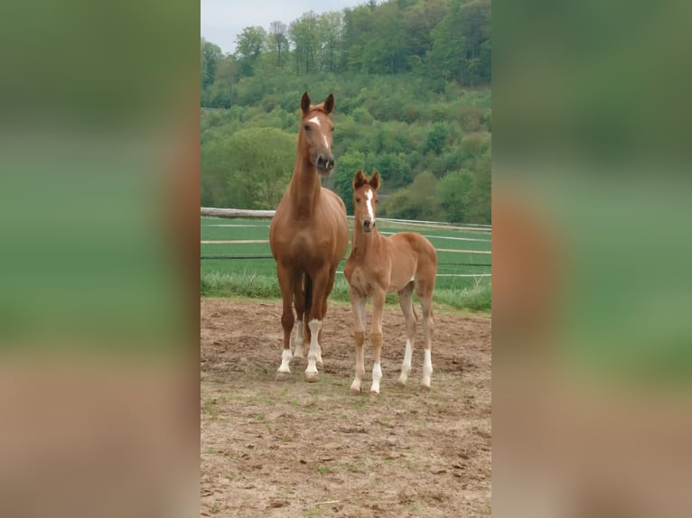 Oldenburger Stute 5 Jahre 172 cm Fuchs in Einbeck