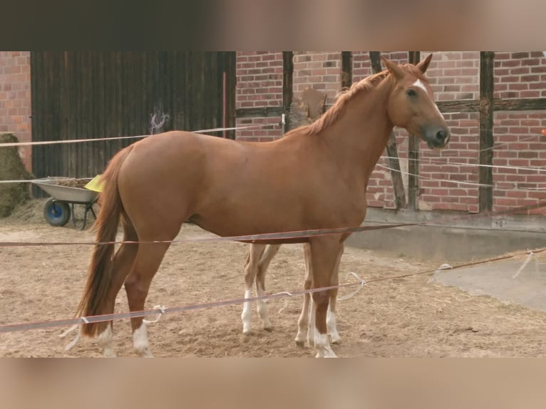 Oldenburger Stute 5 Jahre 172 cm Fuchs in Einbeck