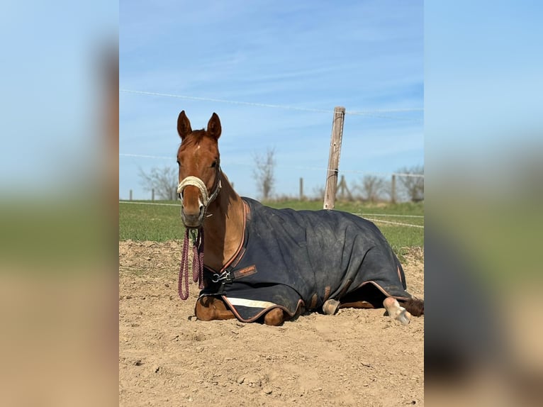 Oldenburger Stute 5 Jahre 172 cm Fuchs in Oberkrämer