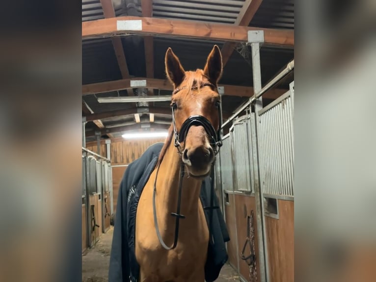 Oldenburger Stute 5 Jahre 172 cm Fuchs in Oberkrämer