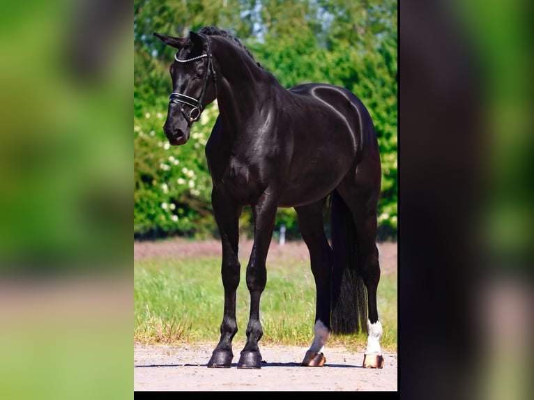 Oldenburger Stute 5 Jahre 172 cm Rappe in Lingen