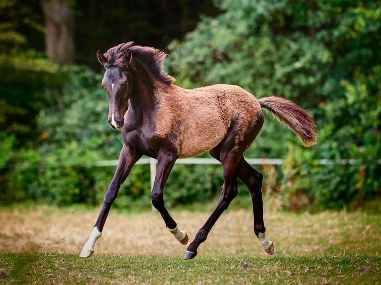 Oldenburger Stute 5 Jahre 172 cm Rappe in Calden