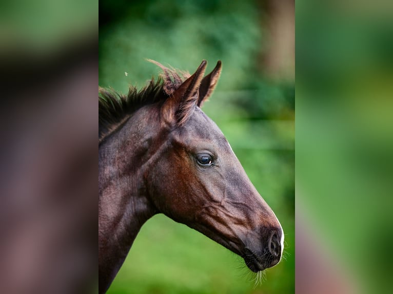 Oldenburger Stute 5 Jahre 172 cm Rappe in Calden