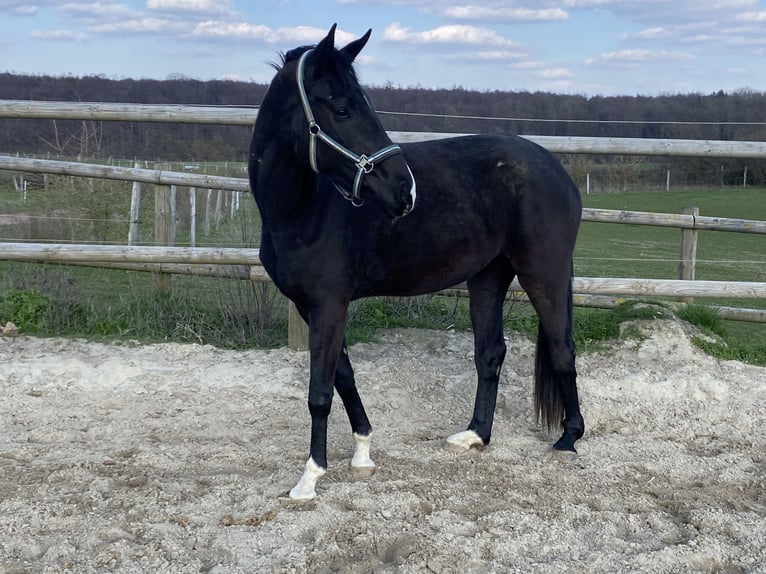 Oldenburger Stute 5 Jahre 172 cm Rappe in Calden
