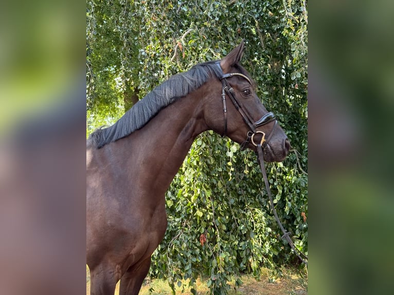 Oldenburger Stute 5 Jahre 172 cm Rappe in LienenLienen