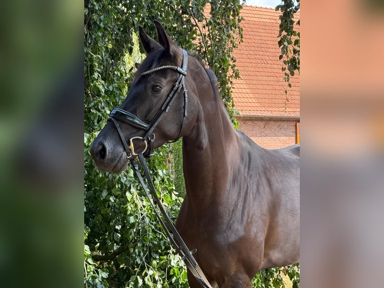 Oldenburger Stute 5 Jahre 172 cm Rappe in LienenLienen