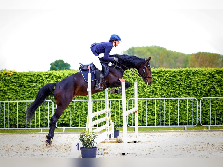 Oldenburger Stute 5 Jahre 172 cm Schwarzbrauner in Neustadt (Dosse)