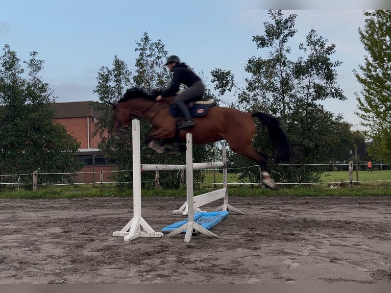 Oldenburger Stute 5 Jahre 173 cm Brauner in Sankt Peter-Ording