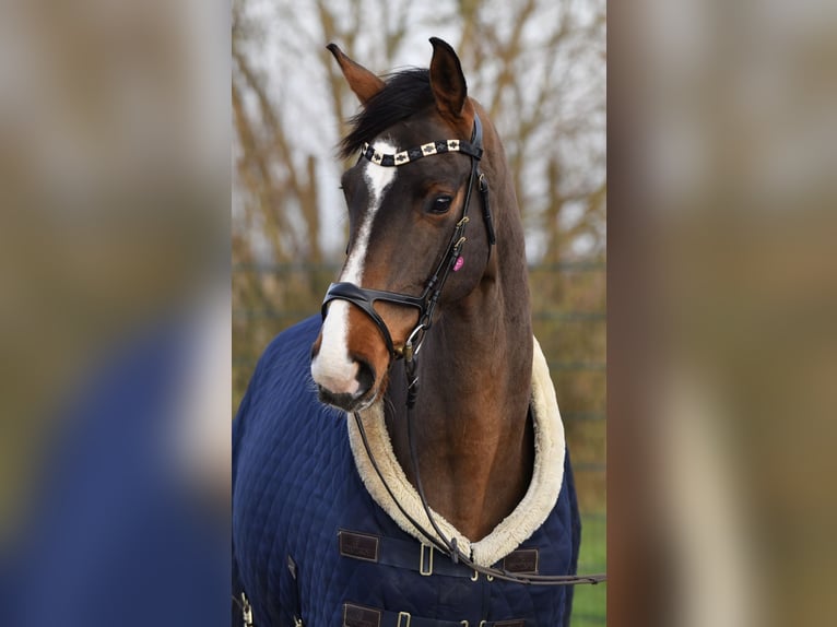 Oldenburger Stute 5 Jahre 173 cm Brauner in Sankt Peter-Ording
