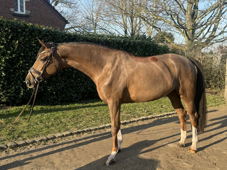 Oldenburger Stute 5 Jahre 173 cm Dunkelfuchs in Pulheim