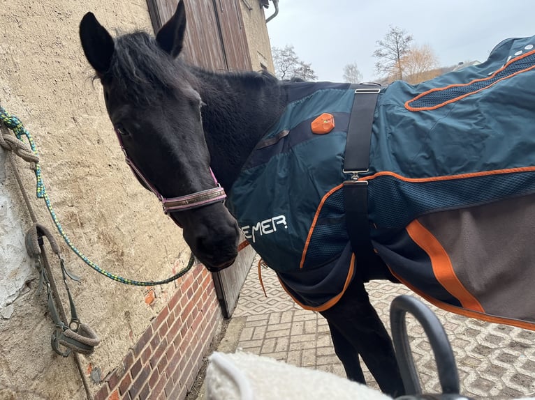 Oldenburger Stute 5 Jahre 173 cm Rappe in Frohburg