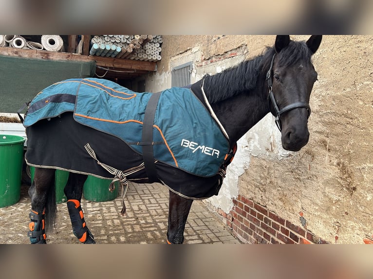 Oldenburger Stute 5 Jahre 173 cm Rappe in Frohburg