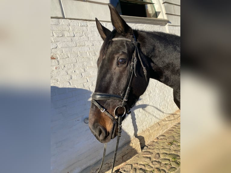 Oldenburger Stute 5 Jahre 173 cm Rappe in Redefin