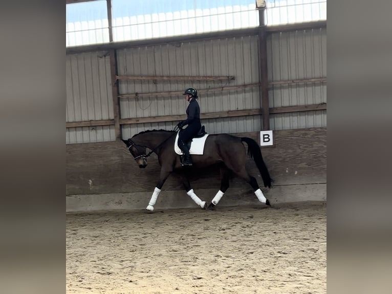 Oldenburger Stute 5 Jahre 174 cm Brauner in Fintel