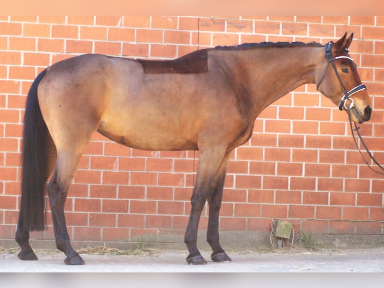 Oldenburger Stute 5 Jahre 174 cm Brauner in Fintel