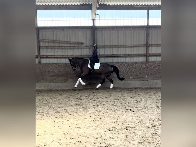 Oldenburger Stute 5 Jahre 174 cm Brauner in Fintel