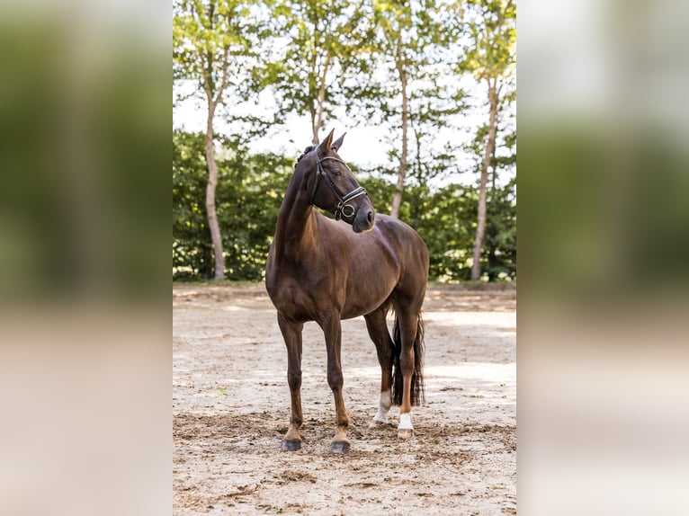 Oldenburger Stute 5 Jahre 174 cm Dunkelfuchs in Kutenholz