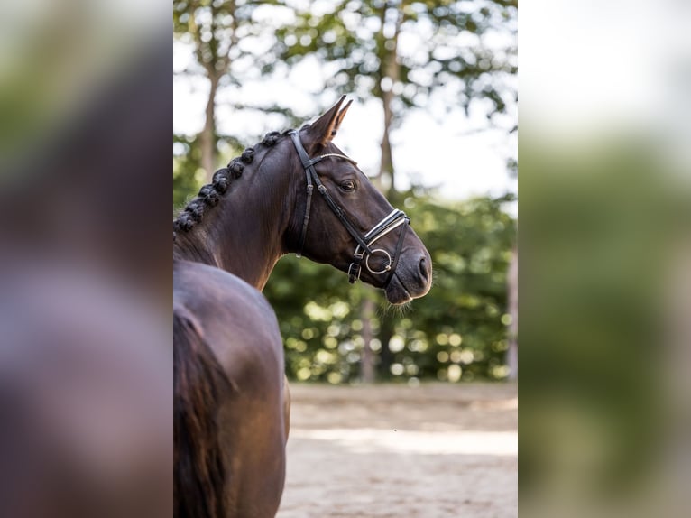 Oldenburger Stute 5 Jahre 174 cm Dunkelfuchs in Kutenholz