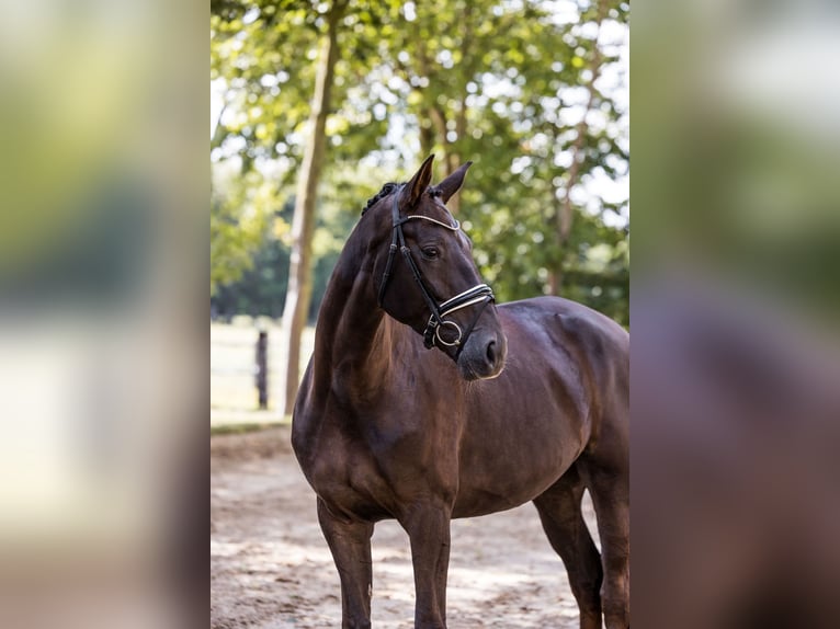 Oldenburger Stute 5 Jahre 174 cm Dunkelfuchs in Kutenholz