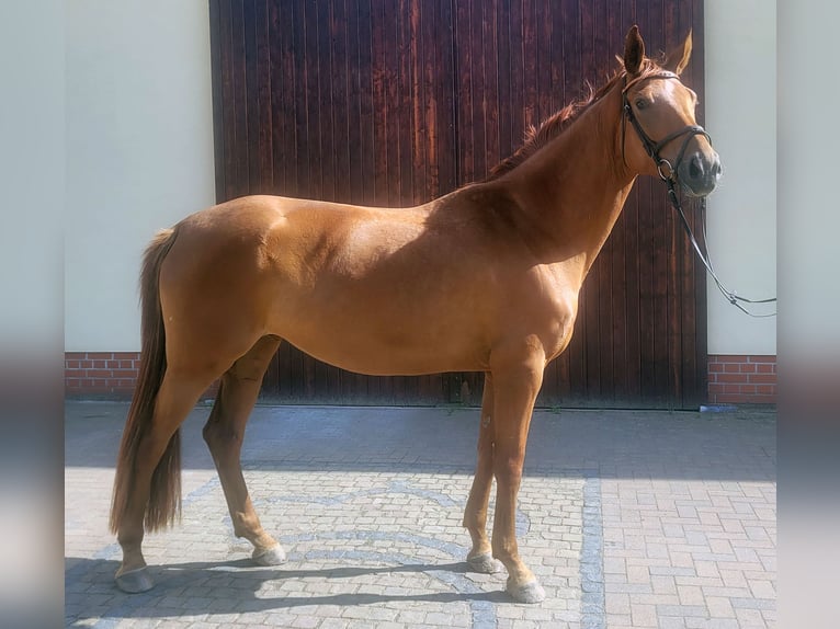 Oldenburger Stute 5 Jahre 174 cm Fuchs in Arzberg