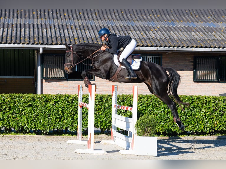 Oldenburger Stute 5 Jahre 174 cm Schwarzbrauner in Waddinxveen