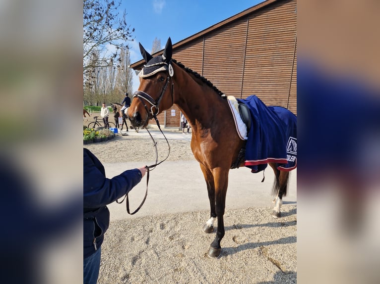 Oldenburger Stute 5 Jahre 175 cm Brauner in Hockenheim