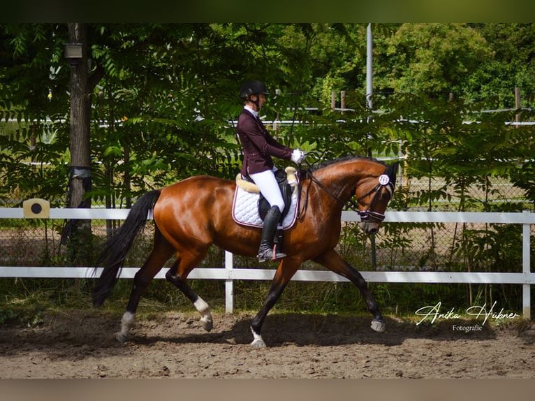 Oldenburger Stute 5 Jahre 175 cm Brauner in Hockenheim