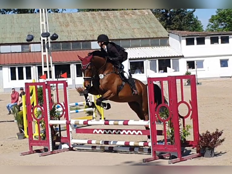 Oldenburger Stute 5 Jahre 175 cm Brauner in Hockenheim