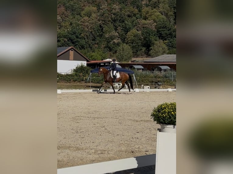 Oldenburger Stute 5 Jahre 175 cm Brauner in Königheim