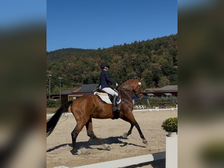 Oldenburger Stute 5 Jahre 175 cm Brauner in Königheim