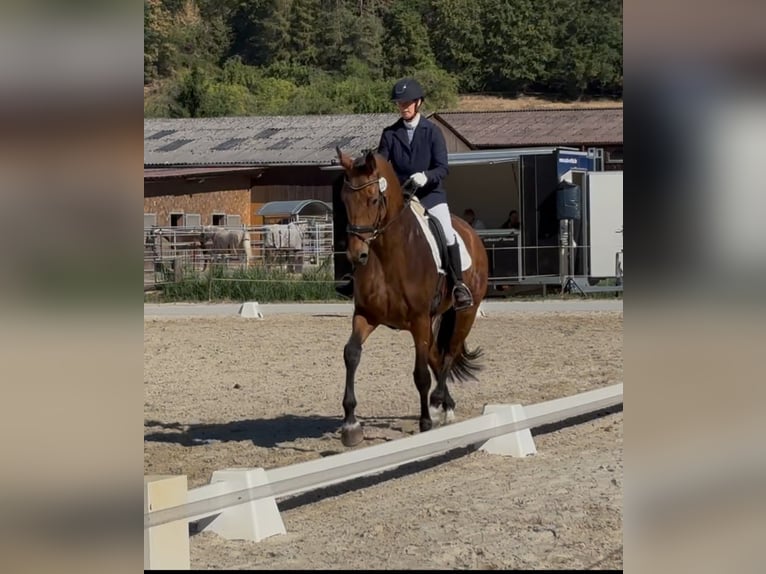Oldenburger Stute 5 Jahre 175 cm Brauner in Königheim