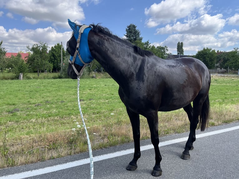 Oldenburger Stute 5 Jahre 175 cm Rappe in FrohburgElbisbach