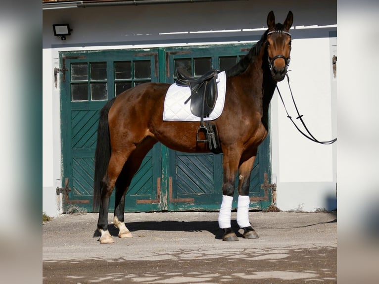 Oldenburger Stute 5 Jahre 176 cm Brauner in Wiesenfelden